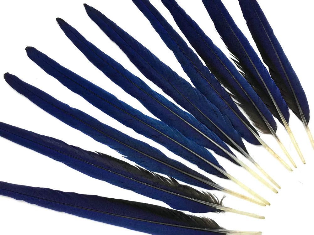 Set of 10 Tails Feathers - 17-22" Navy & Black Hyacinth Macaw Long Tail Feather Set - Rare-