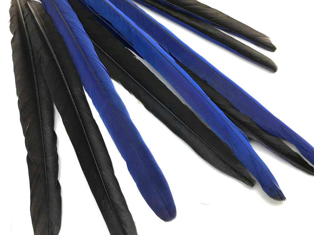 Set of 10 Tails Feathers - 17-22" Navy & Black Hyacinth Macaw Long Tail Feather Set - Rare-