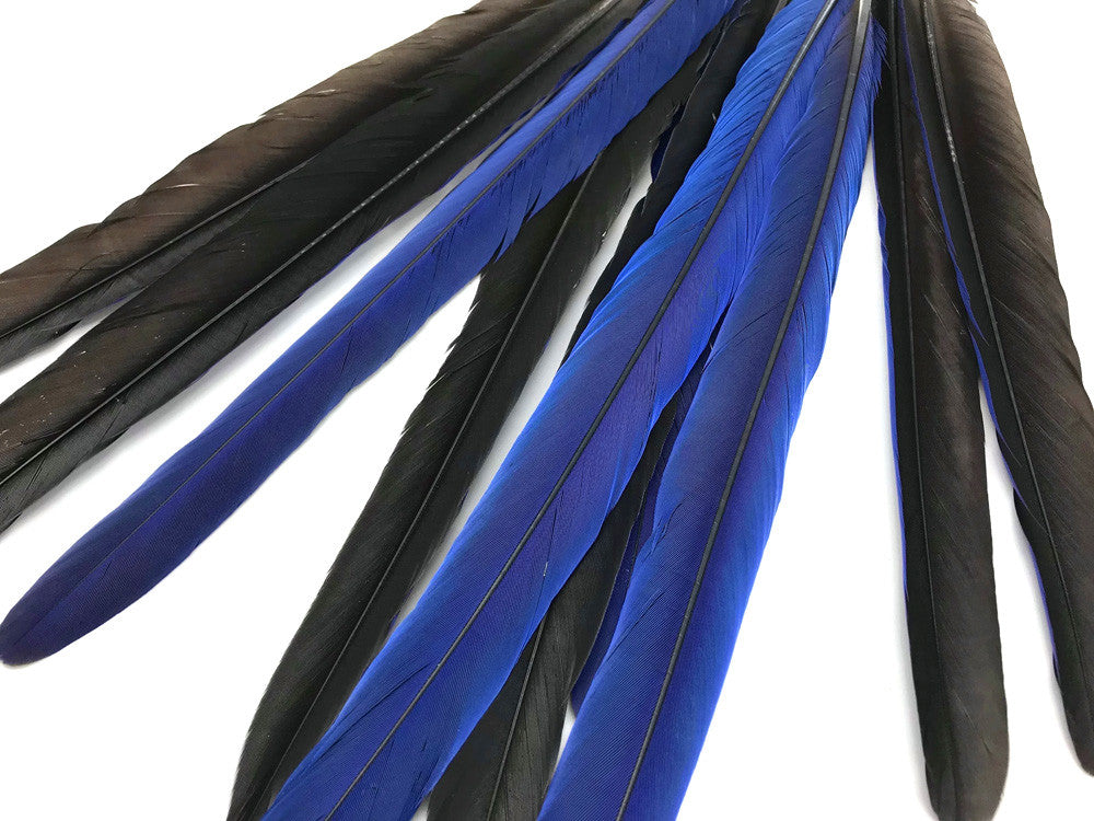 Set of 10 Tails Feathers - 17-22" Navy & Black Hyacinth Macaw Long Tail Feather Set - Rare-