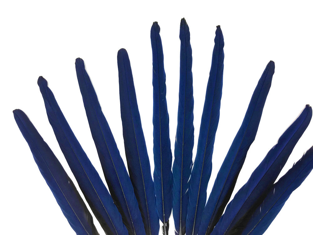 Set of 10 Tails Feathers - 17-23" Navy & Black Hyacinth Macaw Long Tail Feather Set - Rare-