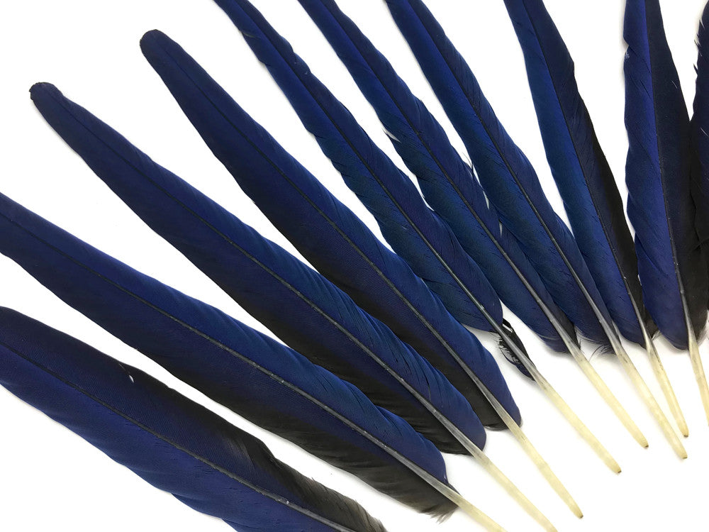 Set of 10 Tails Feathers - 17-23" Navy & Black Hyacinth Macaw Long Tail Feather Set - Rare-