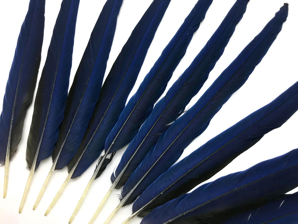 Set of 10 Tails Feathers - 17-23" Navy & Black Hyacinth Macaw Long Tail Feather Set - Rare-