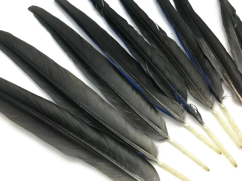 Set of 10 Tails Feathers - 17-23" Navy & Black Hyacinth Macaw Long Tail Feather Set - Rare-