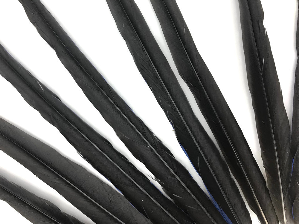 Set of 10 Tails Feathers - 17-23" Navy & Black Hyacinth Macaw Long Tail Feather Set - Rare-