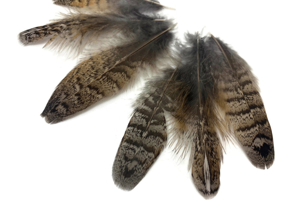 5 Pieces - Brown and Black Ruffed Grouse Secondary Tail Feathers