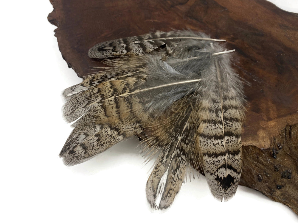 5 Pieces - Brown and Black Ruffed Grouse Secondary Tail Feathers