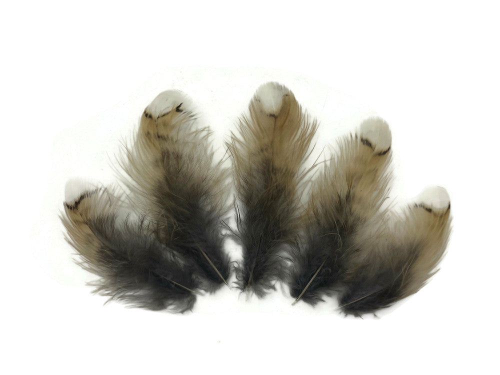 5 Pieces - White Tip Ruffed Grouse Plumage Feathers