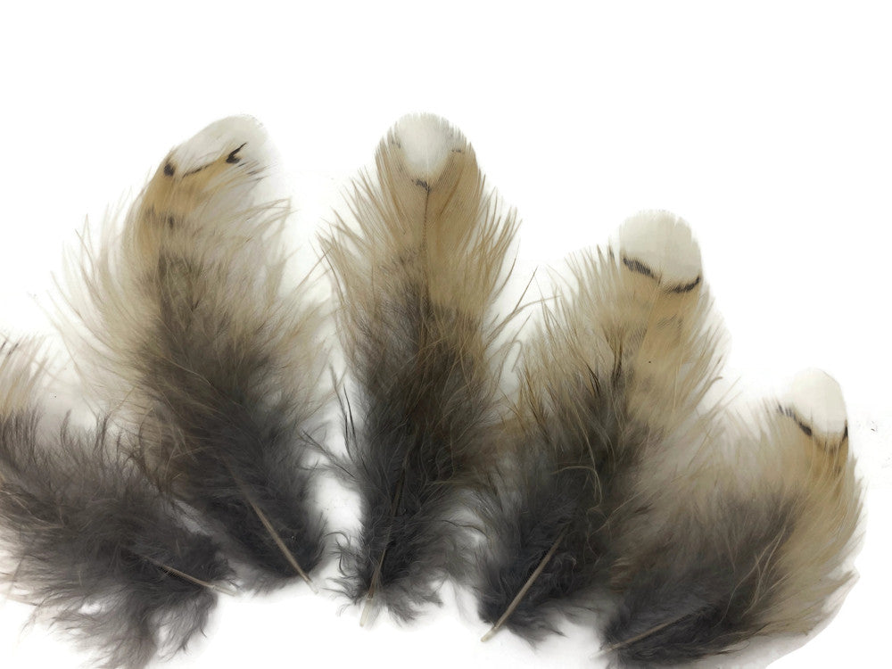 5 Pieces - White Tip Ruffed Grouse Plumage Feathers