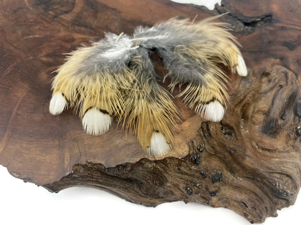 5 Pieces - White Tip Ruffed Grouse Plumage Feathers