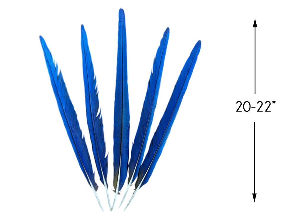 Set of 5 Tails Feathers -  20-22" Iridescent Blue & Yellow Macaw Tail Feather Set - Rare-