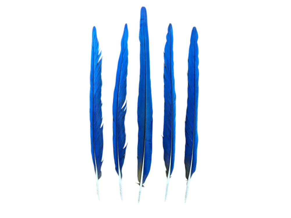 Set of 5 Tails Feathers -  22-24" Iridescent Blue & Yellow Macaw Tail Feather Set - Rare-