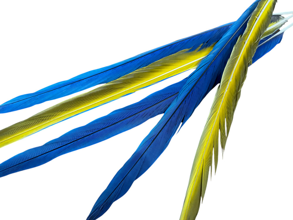 Set of 5 Tails Feathers -  22-24" Iridescent Blue & Yellow Macaw Tail Feather Set - Rare-