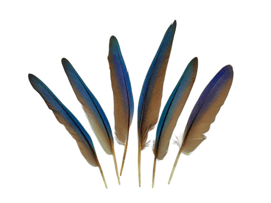 4 Pieces - Iridescent Blue Conure Parrot Small Wing Feathers -Rare-