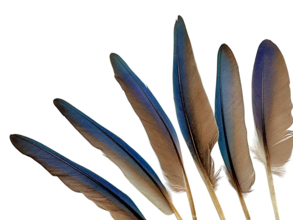 4 Pieces - Iridescent Blue Conure Parrot Small Wing Feathers -Rare-