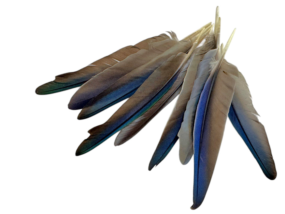 4 Pieces - Iridescent Blue Conure Parrot Small Wing Feathers -Rare-