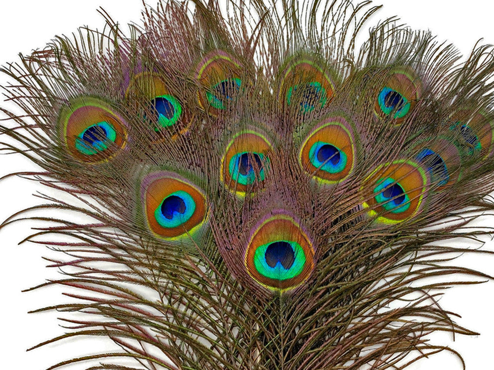 10 Pieces - 6-8" Small Eye Natural Iridescent Green Peacock Tail Feathers