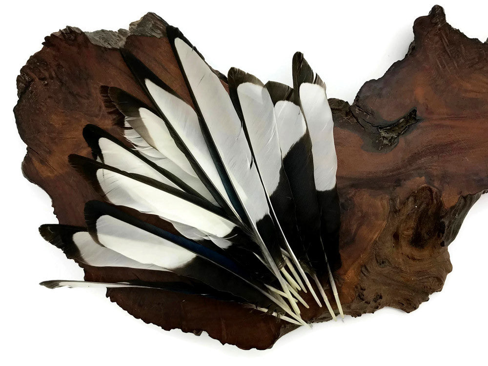 10 Pieces - Natural Black and White Laced Hen Wing Quills Feathers