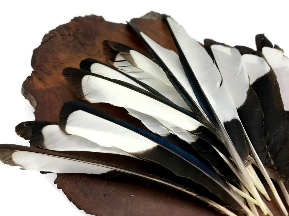 10 Pieces - Natural Black and White Laced Hen Wing Quills Feathers