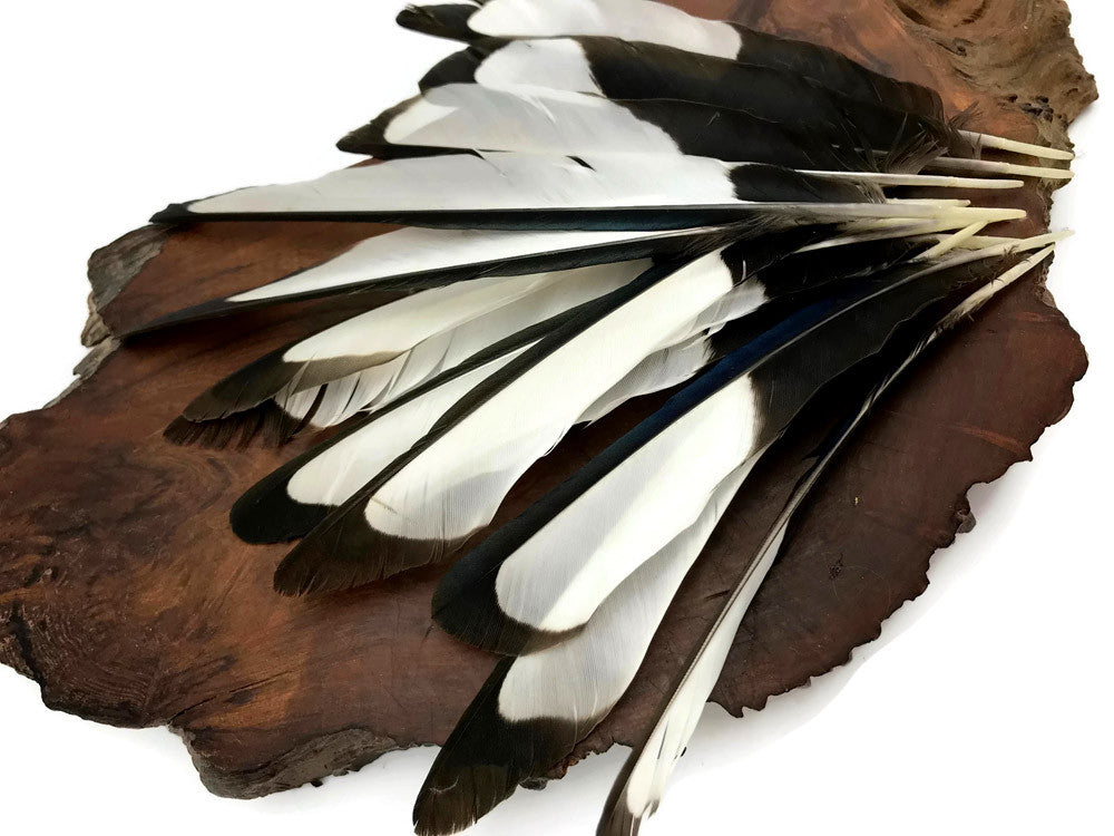 10 Pieces - Natural Black and White Laced Hen Wing Quills Feathers