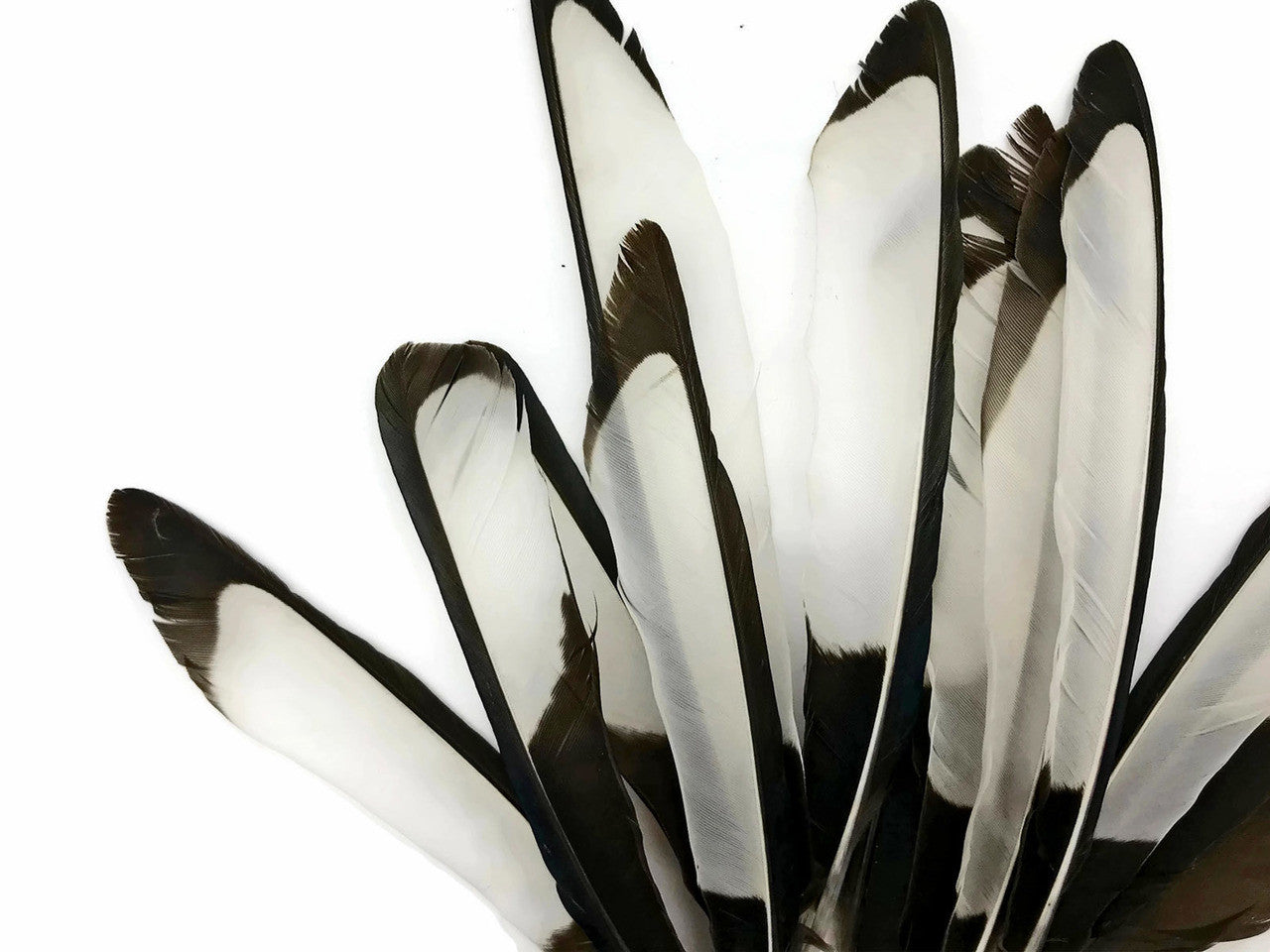 10 Pieces - Natural Black and White Laced Hen Wing Quills Feathers