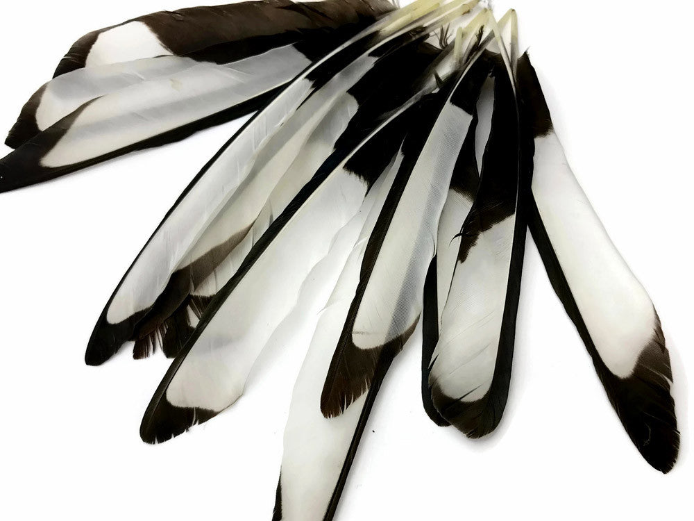 10 Pieces - Natural Black and White Laced Hen Wing Quills Feathers