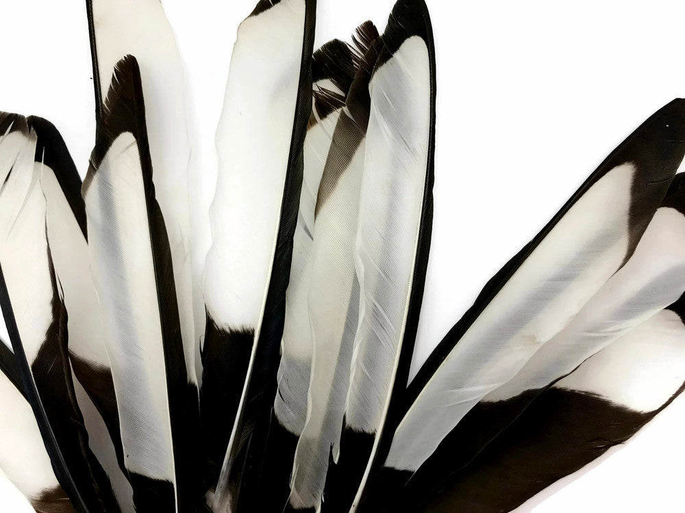 10 Pieces - Natural Black and White Laced Hen Wing Quills Feathers