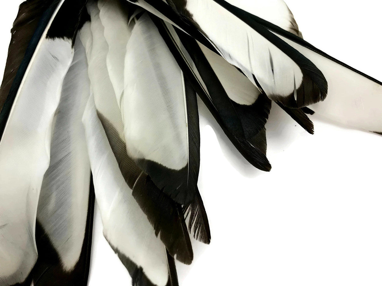 10 Pieces - Natural Black and White Laced Hen Wing Quills Feathers