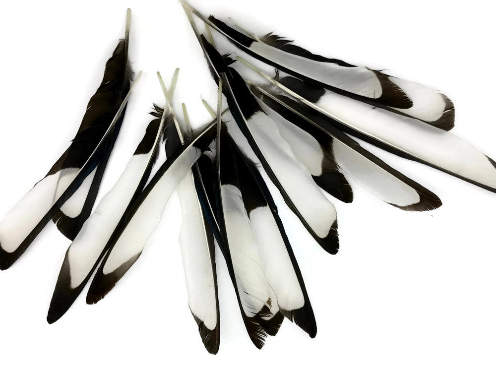 10 Pieces - Natural Black and White Laced Hen Wing Quills Feathers