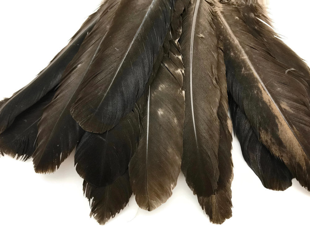 6 Pieces - Natural Brown Wild Turkey Rounds Secondary Wing Quill Feathers