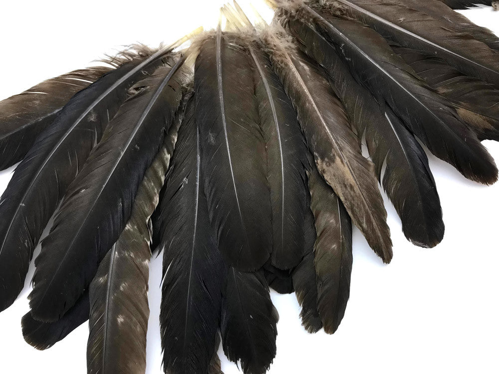 6 Pieces - Natural Brown Wild Turkey Rounds Secondary Wing Quill Feathers