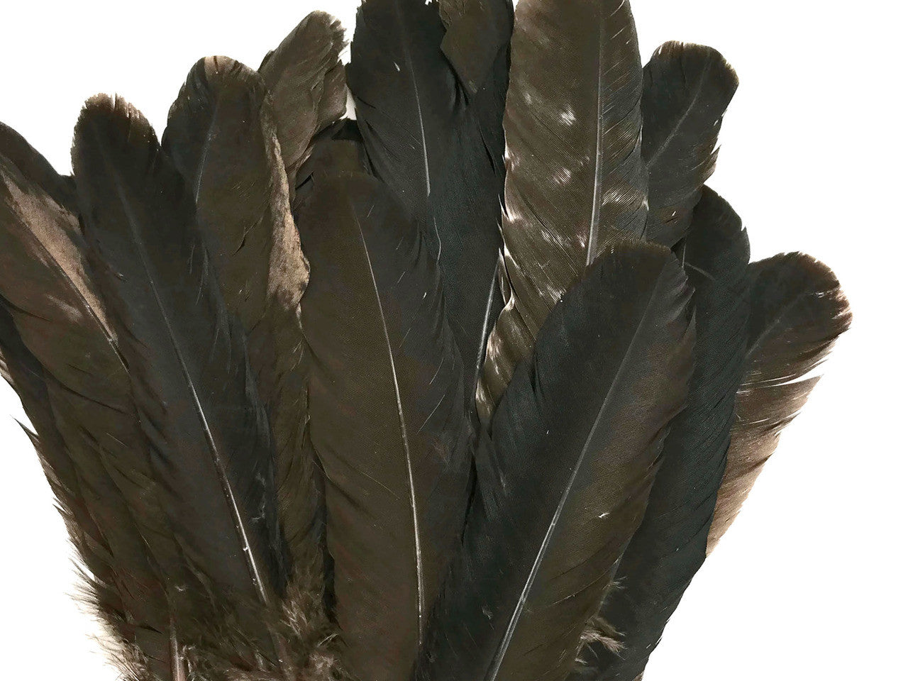 6 Pieces - Natural Brown Wild Turkey Rounds Secondary Wing Quill Feathers