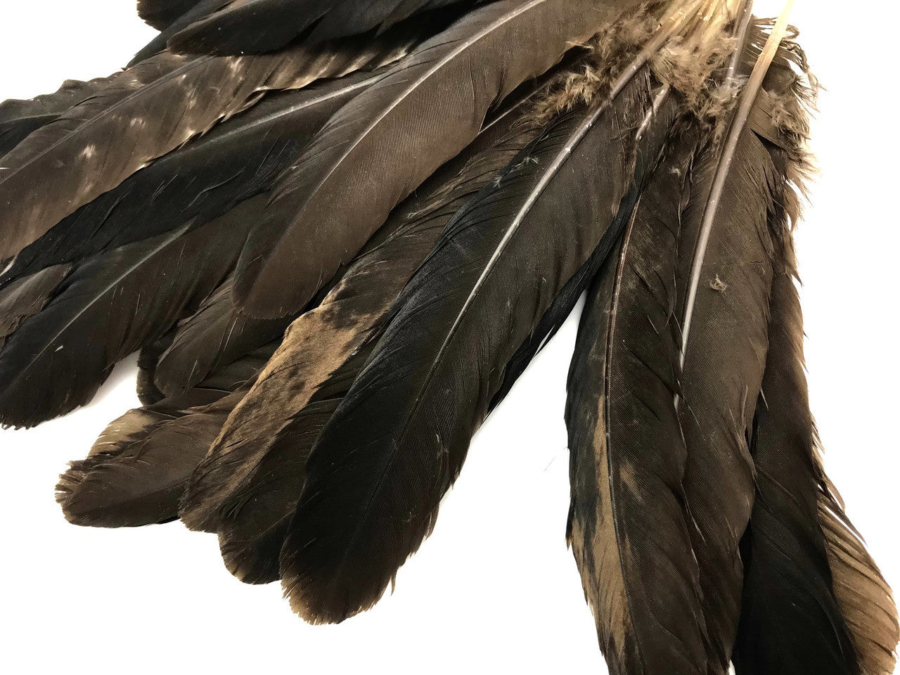 6 Pieces - Natural Brown Wild Turkey Rounds Secondary Wing Quill Feathers