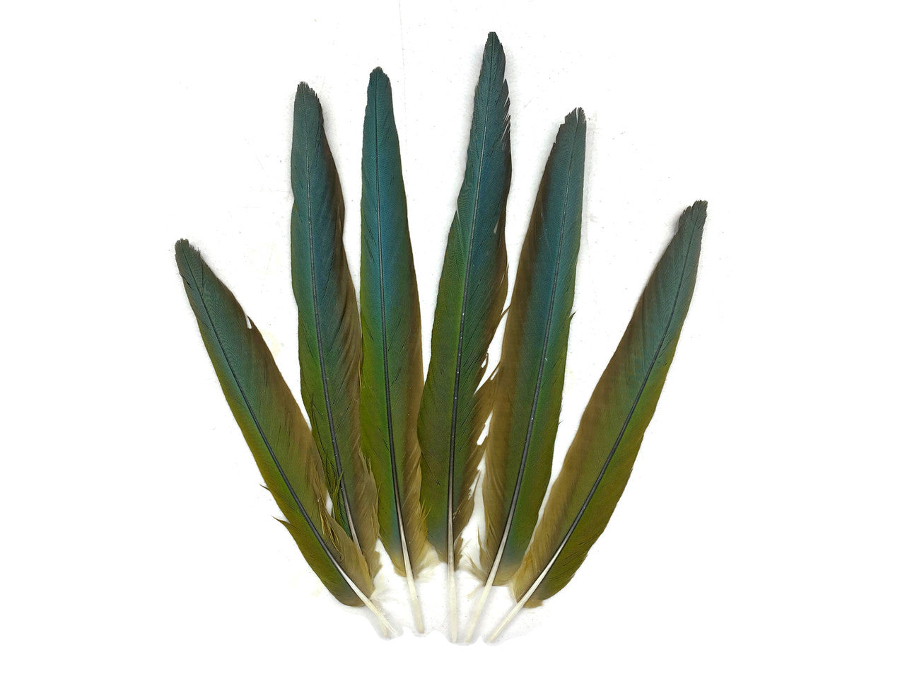 Set of 6 - 8-12" Natural Tri-Color Hybrid Parrot Tail Feathers Set - Rare