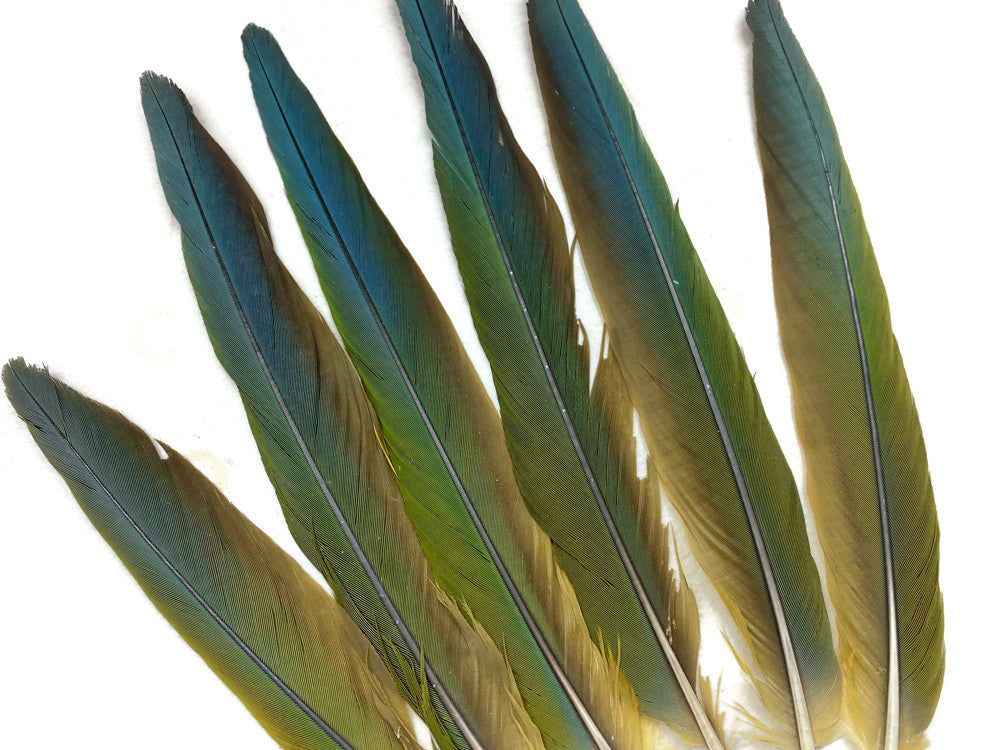 Set of 6 - 8-12" Natural Tri-Color Hybrid Parrot Tail Feathers Set - Rare