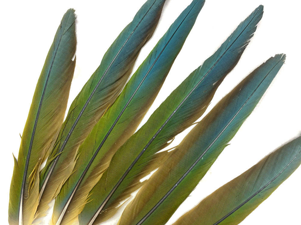 Set of 6 - 8-12" Natural Tri-Color Hybrid Parrot Tail Feathers Set - Rare