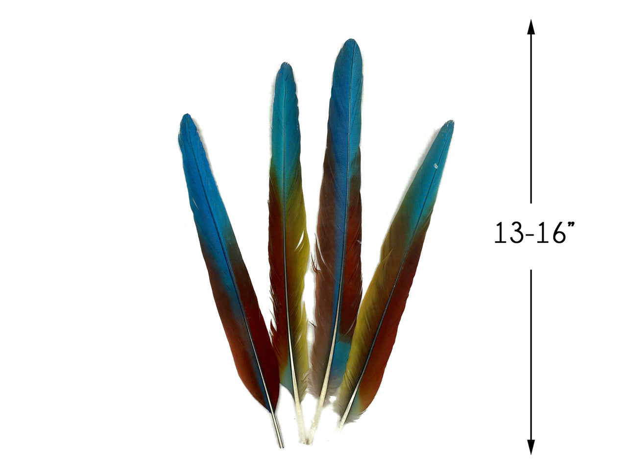 Set of 4 - 13-16" Super Rare Tri Color Ombre Hybrid Macaw Side Tail Feathers - Rare-