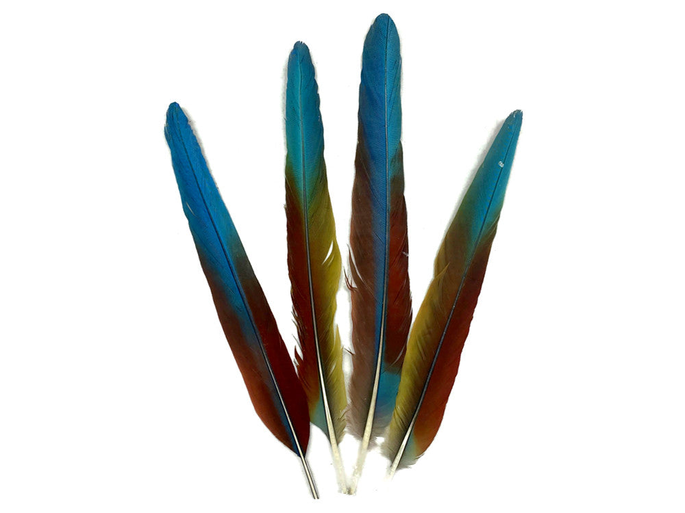 Set of 4 - 13-16" Super Rare Tri Color Ombre Hybrid Macaw Side Tail Feathers - Rare-