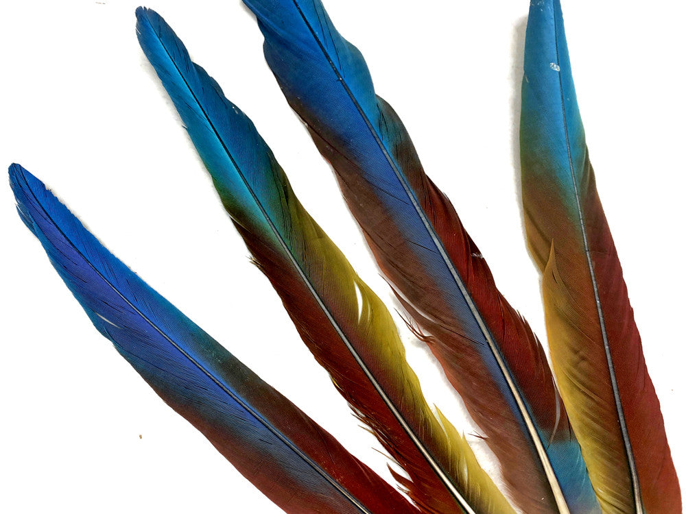 Set of 4 - 13-16" Super Rare Tri Color Ombre Hybrid Macaw Side Tail Feathers - Rare-