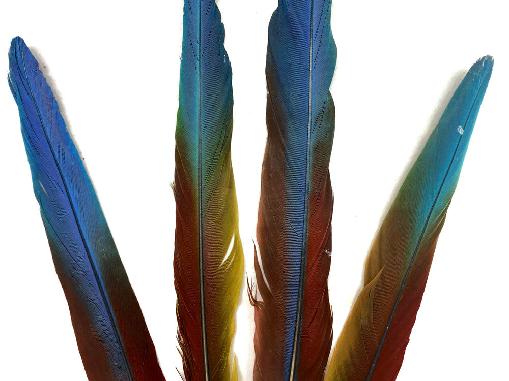 Set of 4 - 13-16" Super Rare Tri Color Ombre Hybrid Macaw Side Tail Feathers - Rare-