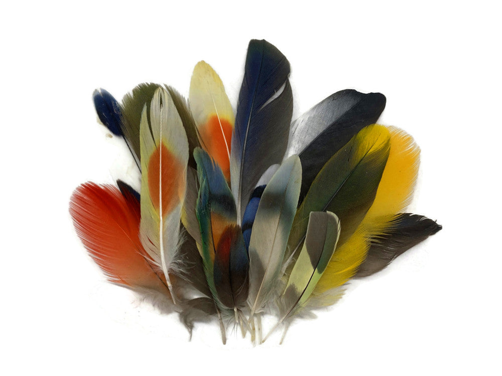 Collection 63 - Mix Random Exotic Feather Sample Pack (Bulk)