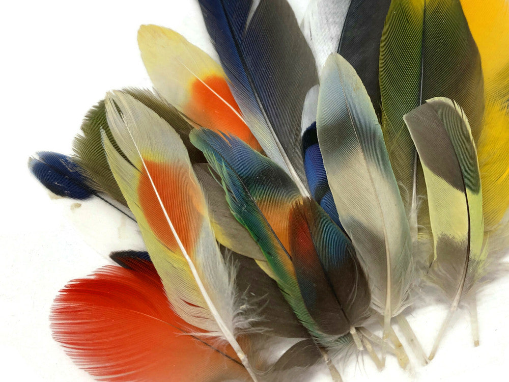 Collection 63 - Mix Random Exotic Feather Sample Pack (Bulk)