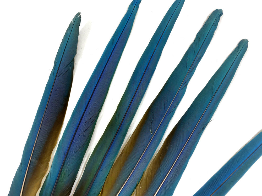 Complete Set of 6 -12-16" Hybrid Greenwing Macaw Tail Super Long Feather -Rare-