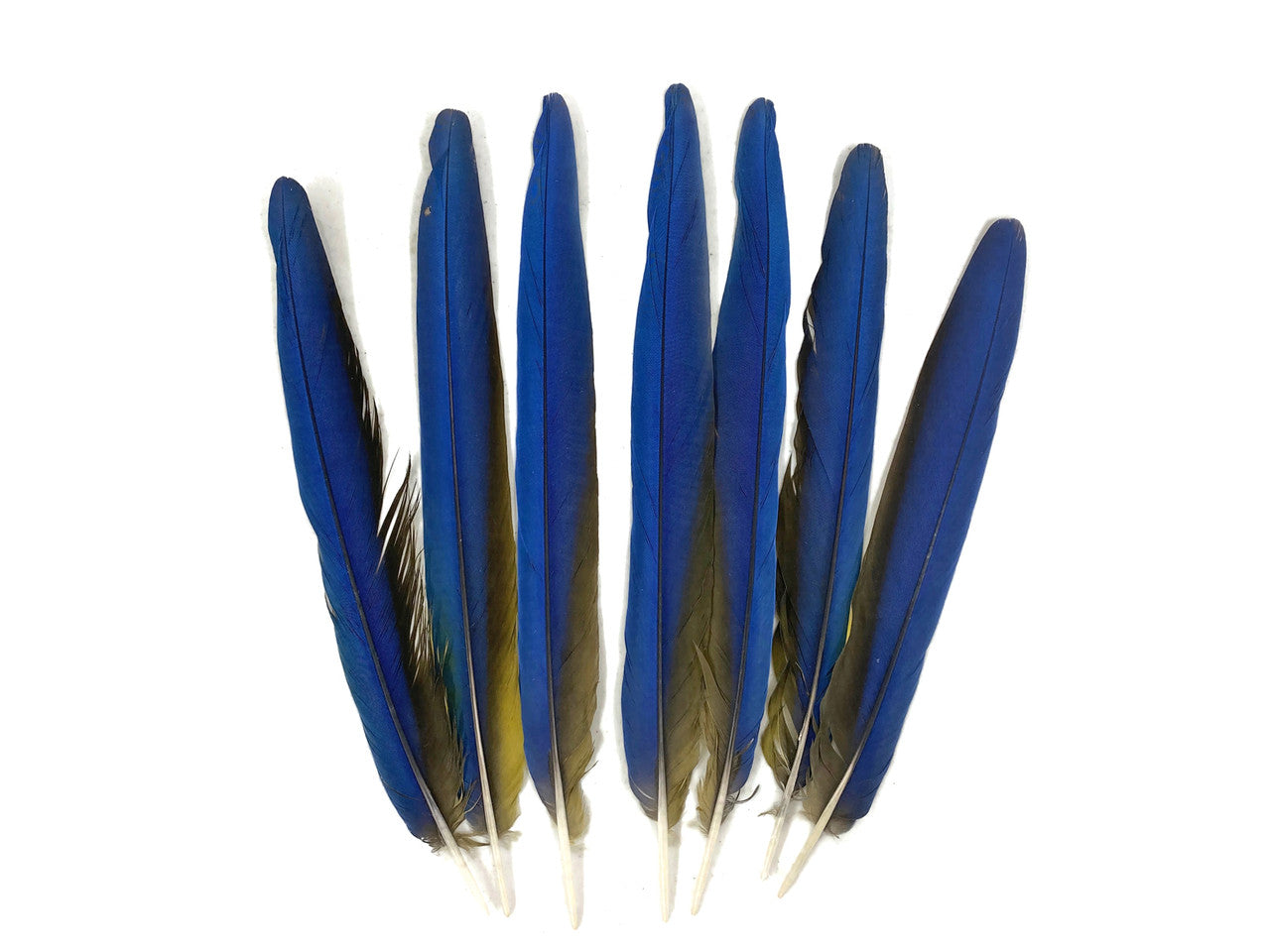 7 Tails Feather Set -  14-16" Iridescent Blue And Yellow Macaw Tail Feather Set - Rare-