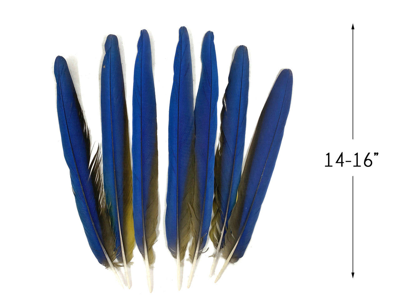 7 Tails Feather Set -  14-16" Iridescent Blue And Yellow Macaw Tail Feather Set - Rare-