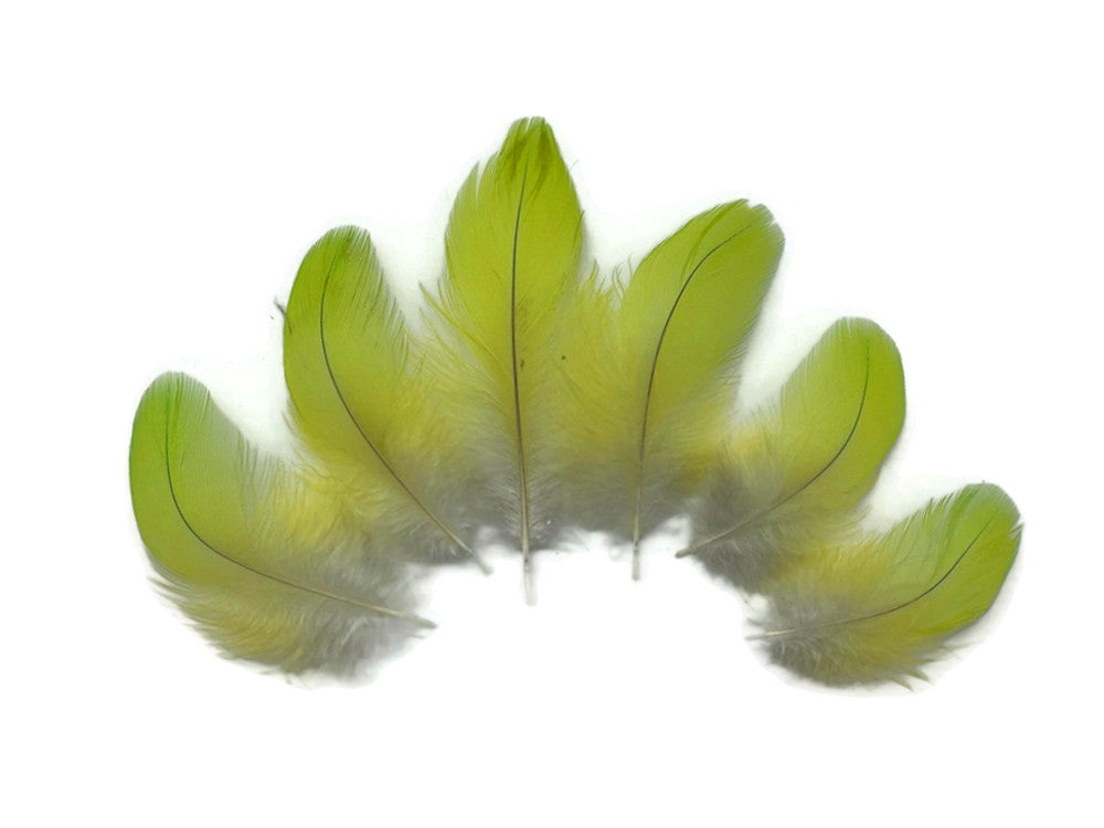 4 Pieces - Lime Green Macaw Plumage Feathers Ethically Sourced