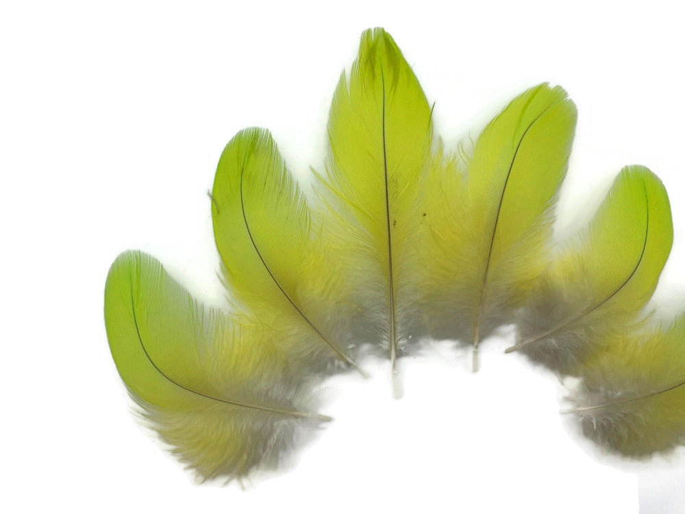 4 Pieces - Lime Green Macaw Plumage Feathers Ethically Sourced