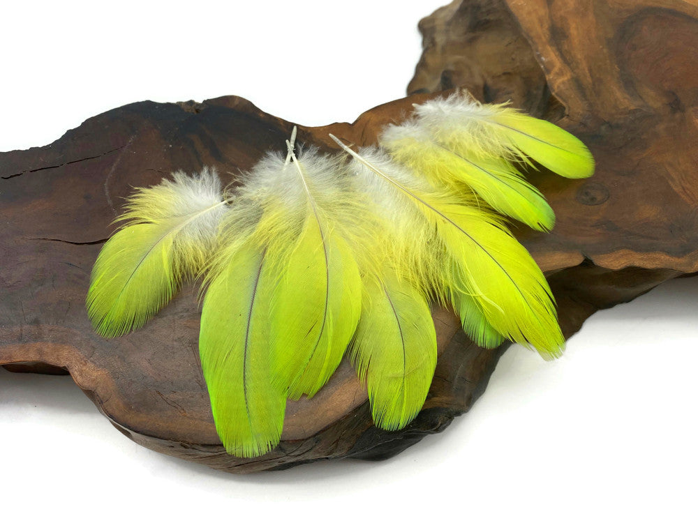 4 Pieces - Lime Green Macaw Plumage Feathers Ethically Sourced