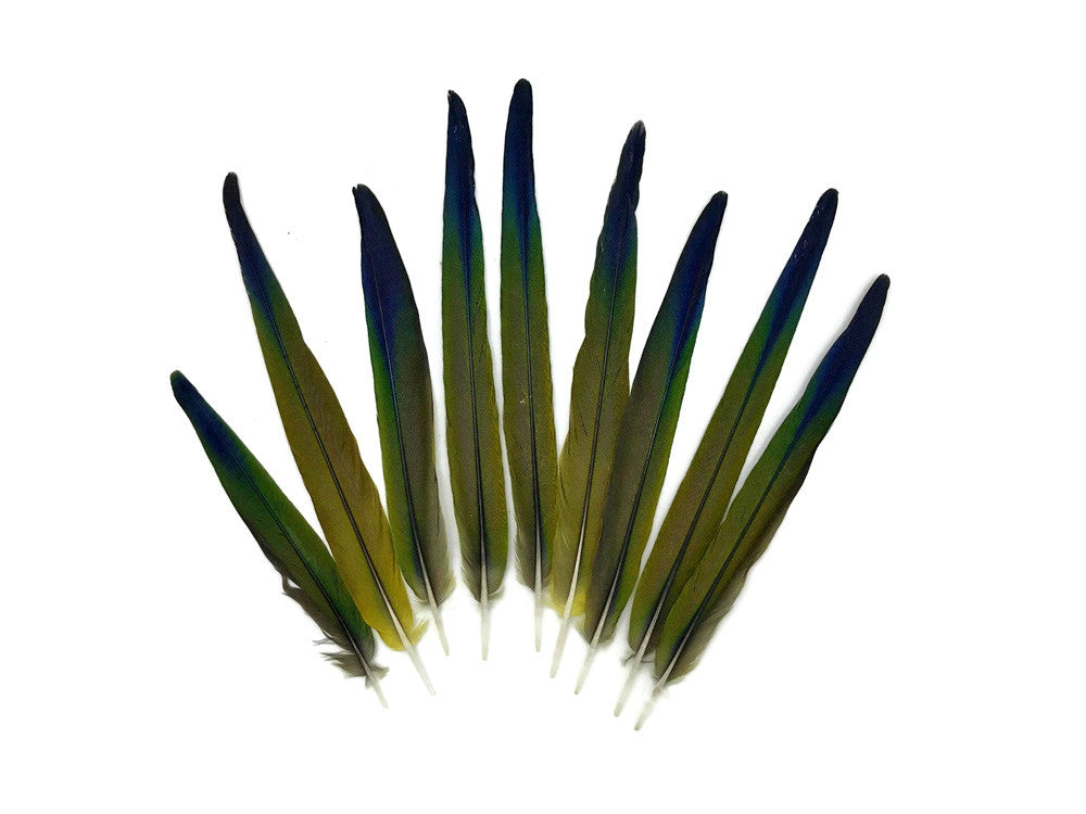 4 Pieces - Tri Color Ombre Conure Parrot Pointed Tail Feathers - Rare-