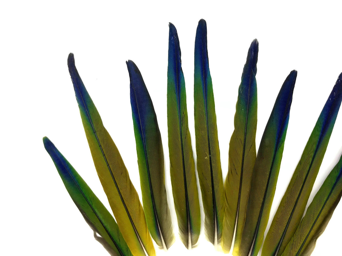 4 Pieces - Tri Color Blue Green Ombre Conure Parrot Pointed Tail Feathers - Rare-
