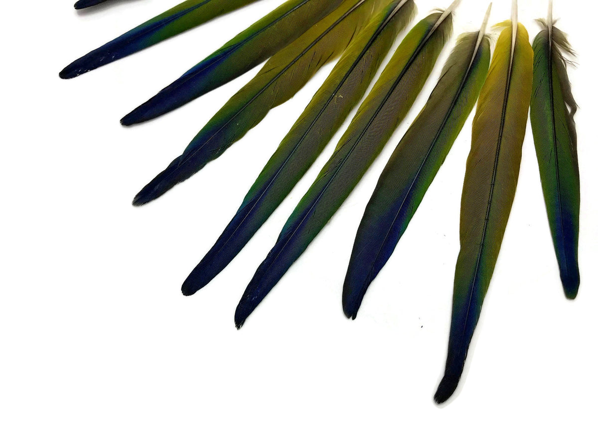 4 Pieces - Tri Color Blue Green Ombre Conure Parrot Pointed Tail Feathers - Rare-